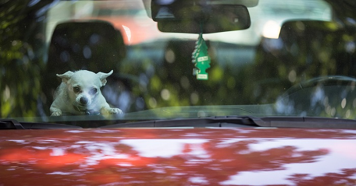 dogincar_mod