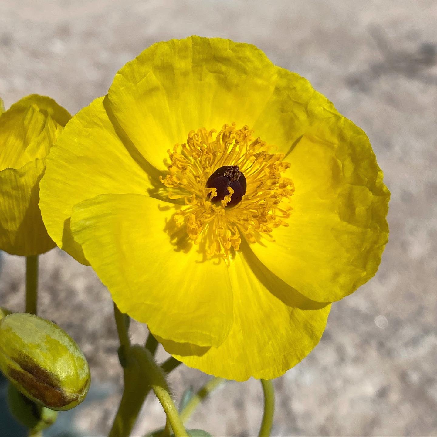 Bear Poppy