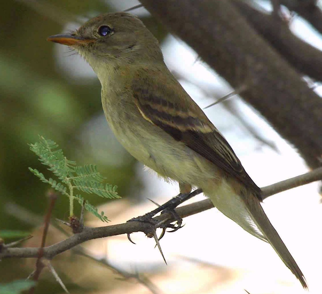 Southwestern Willow Flycatcher