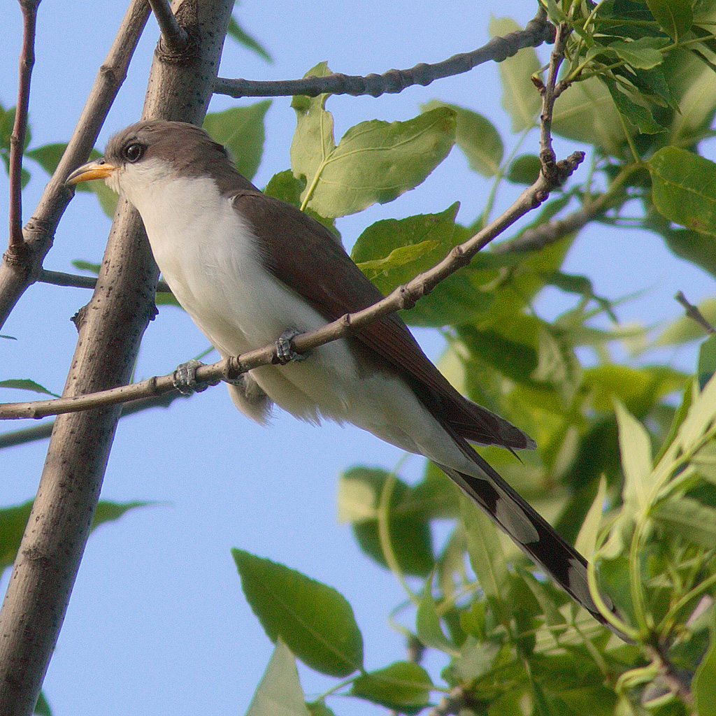 Yellow Billed Cuckoo